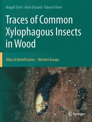 Traces of Common Xylophagous Insects in Wood 1