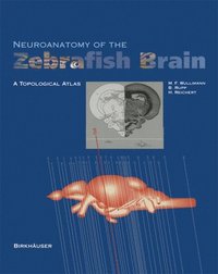 bokomslag Neuroanatomy of the Zebrafish Brain
