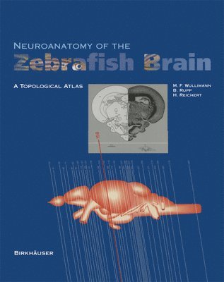 Mario F. Wulliman, Barbara Rupp, Heinrich Reichert - Neuroanatomy of the Zebrafish Brain, Häftad