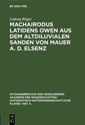 Machairodus Latidens Owen Aus Dem Altdiluvialen Sanden Von Mauer A. D. Elsenz 1