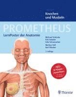 bokomslag PROMETHEUS LernPoster der Anatomie, Knochen und Muskeln.  