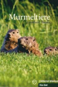 bokomslag Murmeltiere - Buch