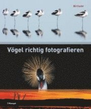 bokomslag Vögel richtig fotografieren