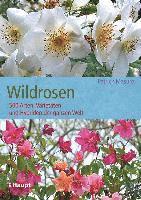 Wildrosen 1