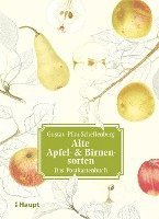 bokomslag Alte Apfel- & Birnensorten - Das Postkartenbuch