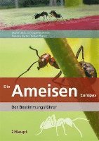 bokomslag Die Ameisen Europas