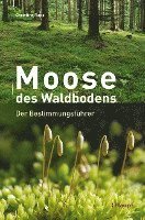 Moose des Waldbodens