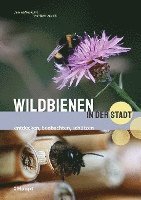 bokomslag Wildbienen in der Stadt