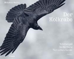 bokomslag Der Kolkrabe - Totenvogel, Götterbote, tierisches Genie