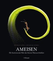 Ameisen 1