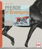 Pferde in Bewegung 1