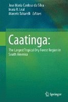Caatinga 1