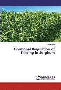 bokomslag Hormonal Regulation of Tillering in Sorghum