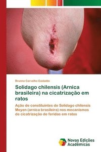 bokomslag Solidago chilensis (Arnica brasileira) na cicatrizao em ratos