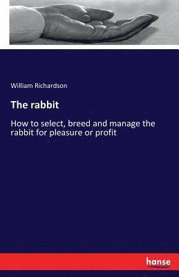 The rabbit 1