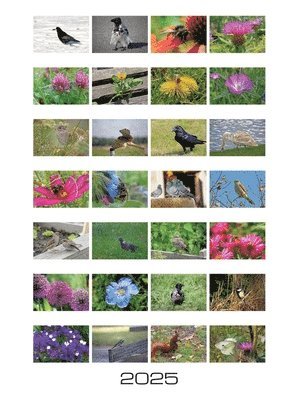 Linda Schilling, Michael Schilling - Stadtnatur: Wochenkalender 2025, Häftad