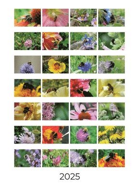 bokomslag Bienen und Hummeln
