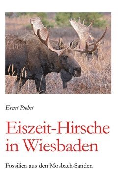 Eiszeit-Hirsche in Wiesbaden: Fossilien aus den Mosbach-Sanden 1