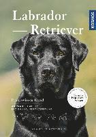 Labrador Retriever 1