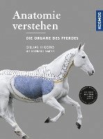 bokomslag Anatomie verstehen - Die Organe des Pferdes