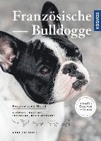 Französische Bulldogge 1