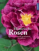 bokomslag Historische Rosen