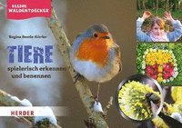 bokomslag Kleine Waldentdecker: Tiere
