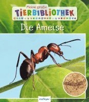 Meine große Tierbibliothek: Die Ameise