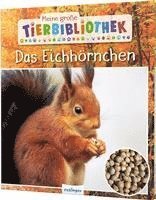 bokomslag Meine große Tierbibliothek: Das Eichhörnchen
