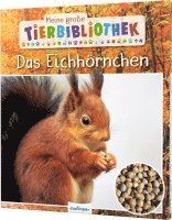 Stéphanie Ledu-Frattini - Meine große Tierbibliothek: Das Eichhörnchen, Inbunden