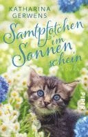 Samtpfötchen im Sonnenschein 1