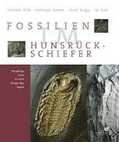 Fossilien im Hunsrück Schiefer 1