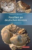 bokomslag Fossilien an deutschen Küsten