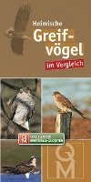 bokomslag Bestimungskarten Heimische Greifvögel