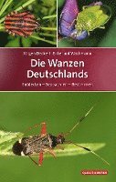 bokomslag Die Wanzen Deutschlands