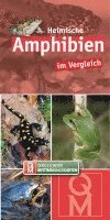 bokomslag Heimische Amphibien im Vergleich