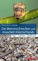 bokomslag Die Meeresschnecken und -muscheln Deutschlands