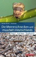 Die Meeresschnecken und -muscheln Deutschlands 1