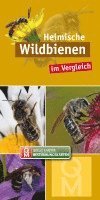 bokomslag Heimische Wildbienen