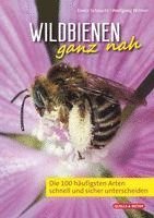 bokomslag Wildbienen ganz nah