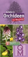 bokomslag Heimische Orchideen