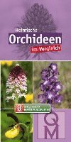 Heimische Orchideen im Vergleich - 10er-Set 1