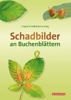 Schadbilder an Buchenblättern 1