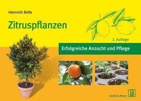 Zitruspflanzen 1