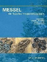bokomslag MESSEL - Ein fossiles Tropenökosystem