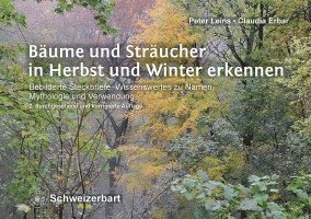 bokomslag Bäume und Sträucher in Herbst und Winter erkennen