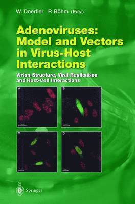 bokomslag Adenoviruses: Model and Vectors in Virus-Host Interactions