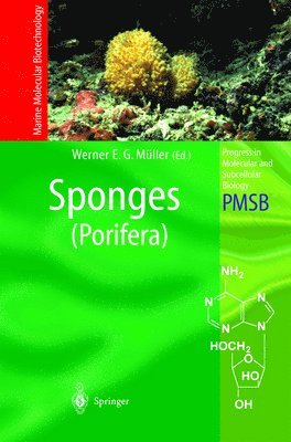 Sponges 1