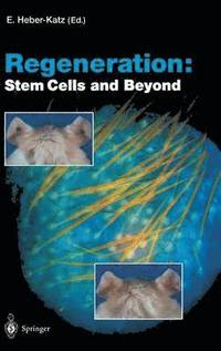 bokomslag Regeneration: Stem Cells and Beyond