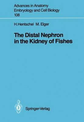 Distal Nephron in the Kidney of Fishes